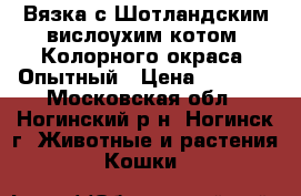 Вязка с Шотландским вислоухим котом. Колорного окраса. Опытный › Цена ­ 2 000 - Московская обл., Ногинский р-н, Ногинск г. Животные и растения » Кошки   